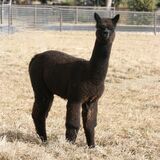 alpaca for sale