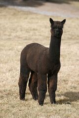 alpaca for sale