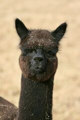 alpaca for sale