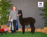 alpaca for sale