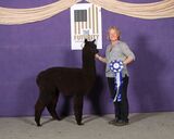 alpaca for sale