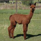 alpaca for sale