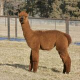 alpaca for sale