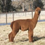 alpaca for sale