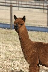 alpaca for sale