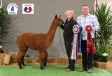 alpaca for sale