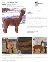 alpaca for sale