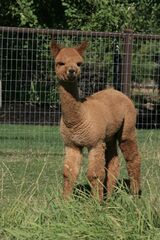 alpaca for sale