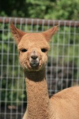 alpaca for sale