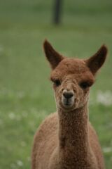 alpaca for sale
