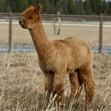 alpaca for sale
