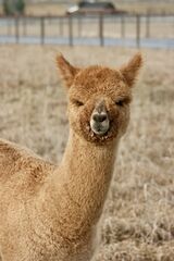 alpaca for sale