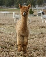 alpaca for sale