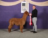 alpaca for sale