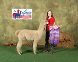 alpaca for sale