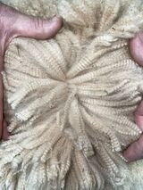 alpaca for sale