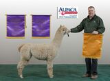 alpaca for sale