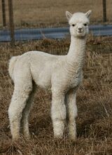 alpaca for sale