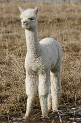 alpaca for sale