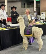 alpaca for sale