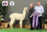 alpaca for sale