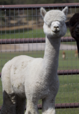 alpaca for sale