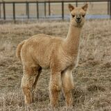 alpaca for sale