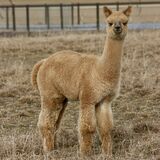 alpaca for sale