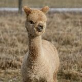 alpaca for sale