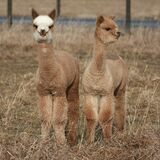 alpaca for sale