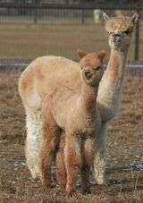 alpaca for sale