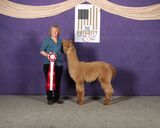 alpaca for sale