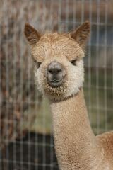 alpaca for sale