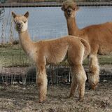 alpaca for sale