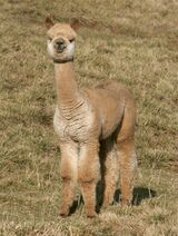 alpaca for sale