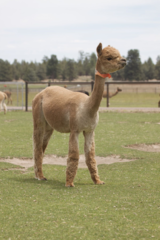 alpaca for sale