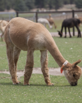 alpaca for sale
