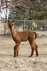 alpaca for sale