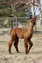 alpaca for sale