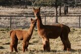 alpaca for sale