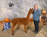 alpaca for sale
