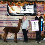 alpaca for sale