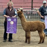 alpaca for sale