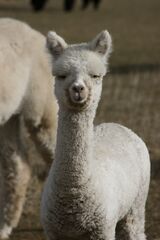 alpaca for sale