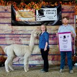 alpaca for sale