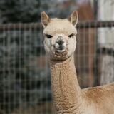 alpaca for sale