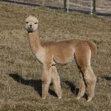 alpaca for sale