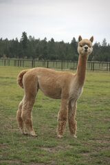 alpaca for sale