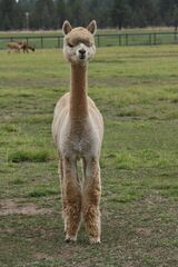 alpaca for sale