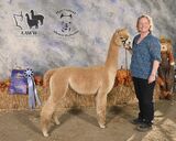 alpaca for sale